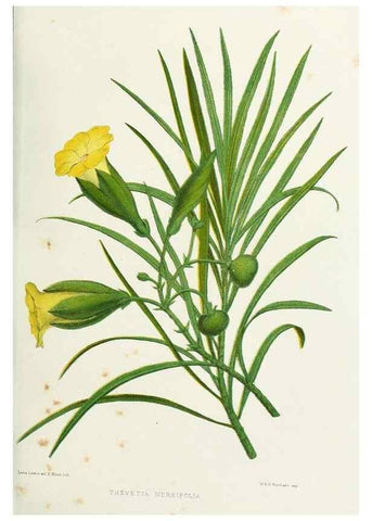Reproducción/Reproduction 29875380672: Familiar Indian flowers :. Bombay :Published for the author by L. Reeve and Co. ;[1878]