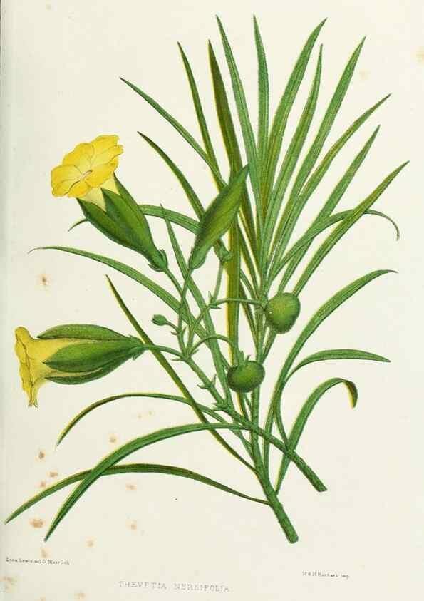Reproducción/Reproduction 29875380672: Familiar Indian flowers :. Bombay :Published for the author by L. Reeve and Co. ;[1878]