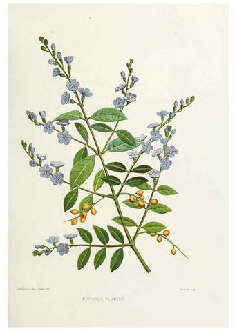 Reproducción/Reproduction 29989034895: Familiar Indian flowers :. Bombay :Published for the author by L. Reeve and Co. ;[1878]