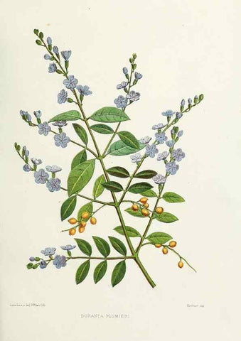 Reproducción/Reproduction 29989034895: Familiar Indian flowers :. Bombay :Published for the author by L. Reeve and Co. ;[1878]