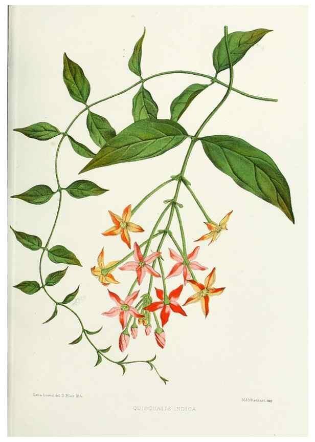 Reproducción/Reproduction 29361334604: Familiar Indian flowers :. Bombay :Published for the author by L. Reeve and Co. ;[1878]