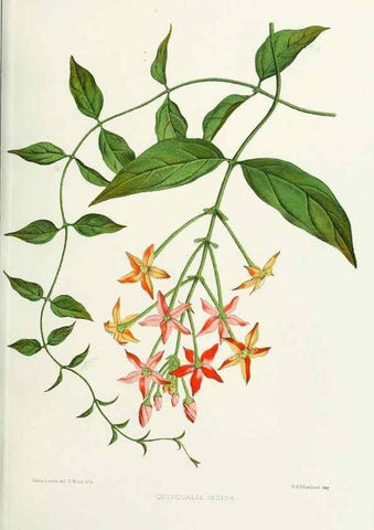 Reproducción/Reproduction 29361334604: Familiar Indian flowers :. Bombay :Published for the author by L. Reeve and Co. ;[1878]