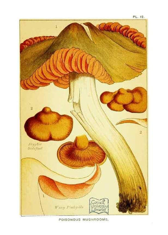 Reproducción/Reproduction 29906569681: Edible and poisonous mushrooms:. London,E. & J. B. Young,1894.