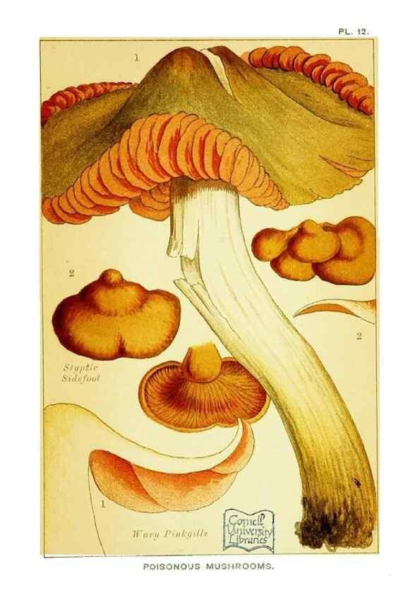 Reproducción/Reproduction 29906569681: Edible and poisonous mushrooms:. London,E. & J. B. Young,1894.