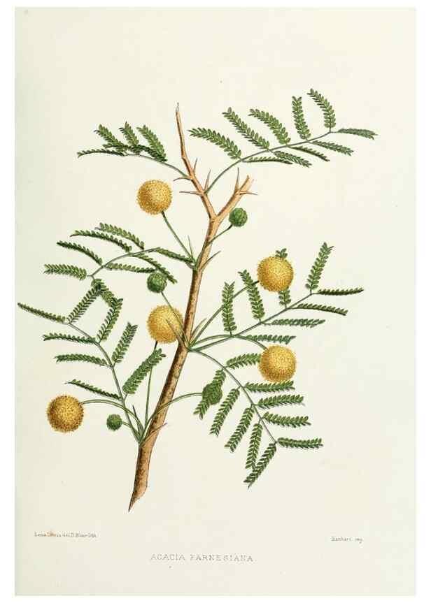 Reproducción/Reproduction 29695109360: Familiar Indian flowers :. Bombay :Published for the author by L. Reeve and Co. ;[1878]