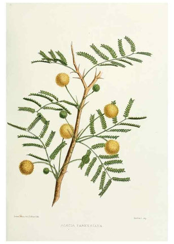 Reproducción/Reproduction 29695109360: Familiar Indian flowers :. Bombay :Published for the author by L. Reeve and Co. ;[1878]
