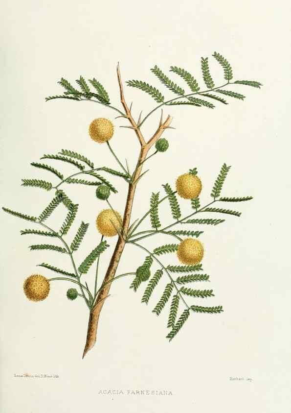 Reproducción/Reproduction 29695109360: Familiar Indian flowers :. Bombay :Published for the author by L. Reeve and Co. ;[1878]