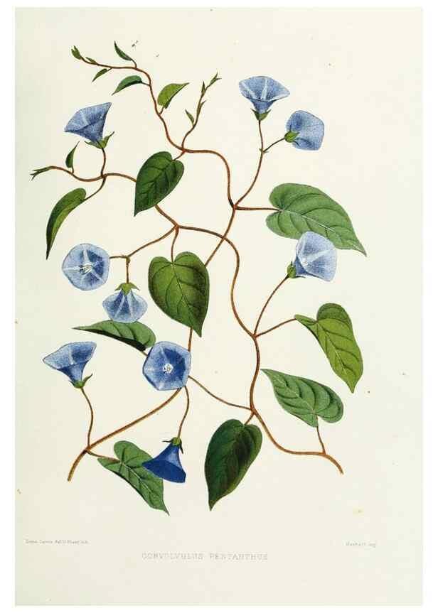 Reproducción/Reproduction 29695123570: Familiar Indian flowers :. Bombay :Published for the author by L. Reeve and Co. ;[1878]