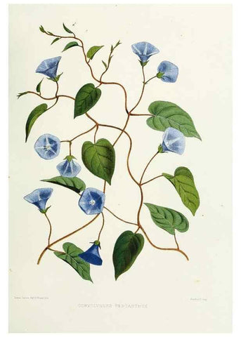 Reproducción/Reproduction 29695123570: Familiar Indian flowers :. Bombay :Published for the author by L. Reeve and Co. ;[1878]