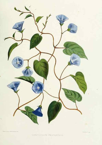 Reproducción/Reproduction 29695123570: Familiar Indian flowers :. Bombay :Published for the author by L. Reeve and Co. ;[1878]