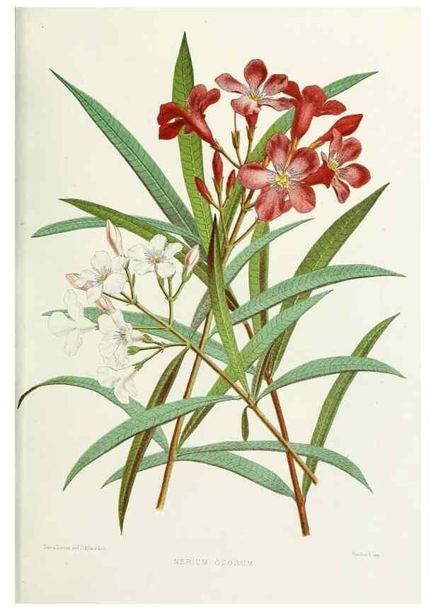 Reproducción/Reproduction 29362403273: Familiar Indian flowers :. Bombay :Published for the author by L. Reeve and Co. ;[1878]