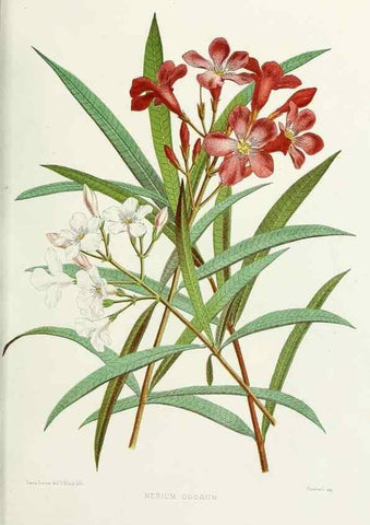 Reproducción/Reproduction 29362403273: Familiar Indian flowers :. Bombay :Published for the author by L. Reeve and Co. ;[1878]