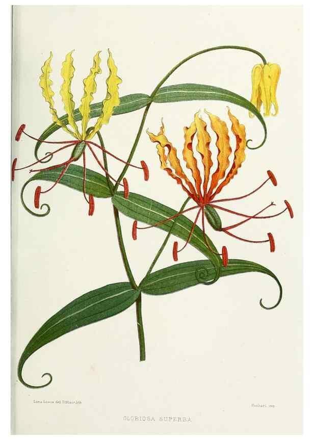 Reproducción/Reproduction 29362408873: Familiar Indian flowers :. Bombay :Published for the author by L. Reeve and Co. ;[1878]