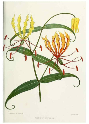 Reproducción/Reproduction 29362408873: Familiar Indian flowers :. Bombay :Published for the author by L. Reeve and Co. ;[1878]