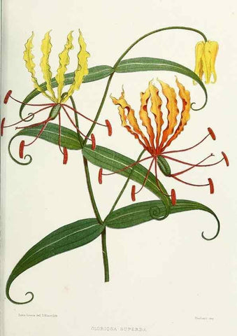 Reproducción/Reproduction 29362408873: Familiar Indian flowers :. Bombay :Published for the author by L. Reeve and Co. ;[1878]