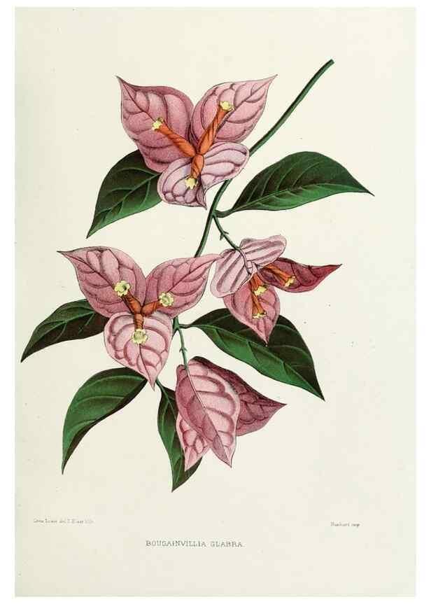 Reproducción/Reproduction 29989058665: Familiar Indian flowers :. Bombay :Published for the author by L. Reeve and Co. ;[1878]