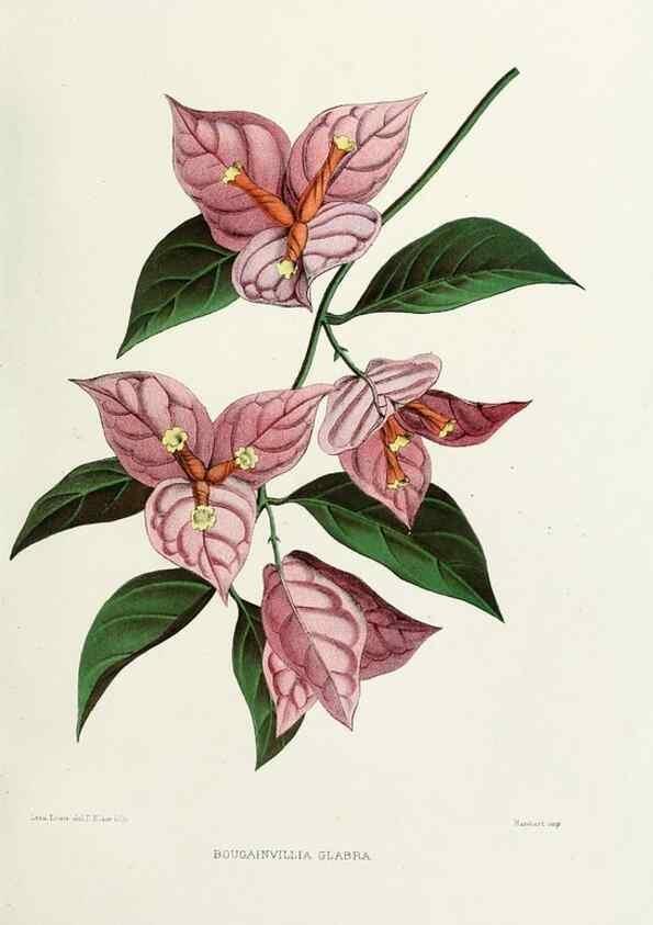 Reproducción/Reproduction 29989058665: Familiar Indian flowers :. Bombay :Published for the author by L. Reeve and Co. ;[1878]