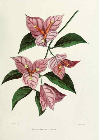 Reproducción/Reproduction 29989058665: Familiar Indian flowers :. Bombay :Published for the author by L. Reeve and Co. ;[1878]