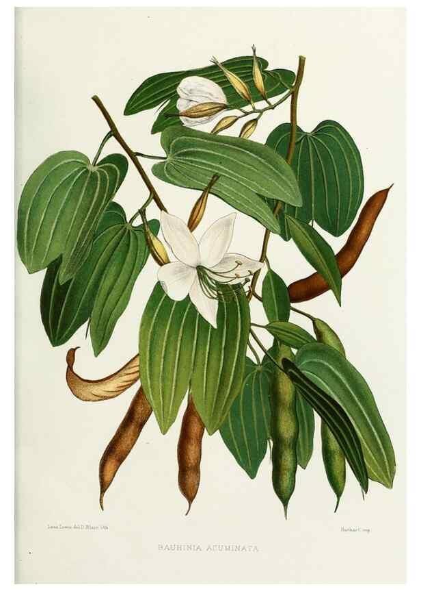 Reproducción/Reproduction 29989060085: Familiar Indian flowers :. Bombay :Published for the author by L. Reeve and Co. ;[1878]