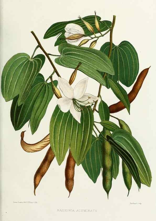 Reproducción/Reproduction 29989060085: Familiar Indian flowers :. Bombay :Published for the author by L. Reeve and Co. ;[1878]