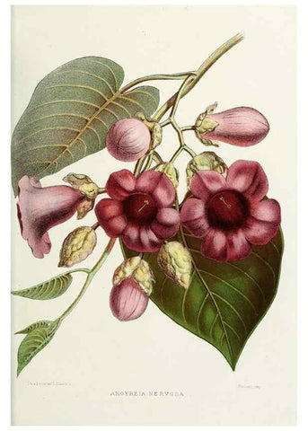 Reproducción/Reproduction 29362423083: Familiar Indian flowers :. Bombay :Published for the author by L. Reeve and Co. ;[1878]