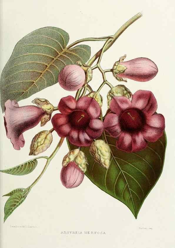 Reproducción/Reproduction 29362423083: Familiar Indian flowers :. Bombay :Published for the author by L. Reeve and Co. ;[1878]