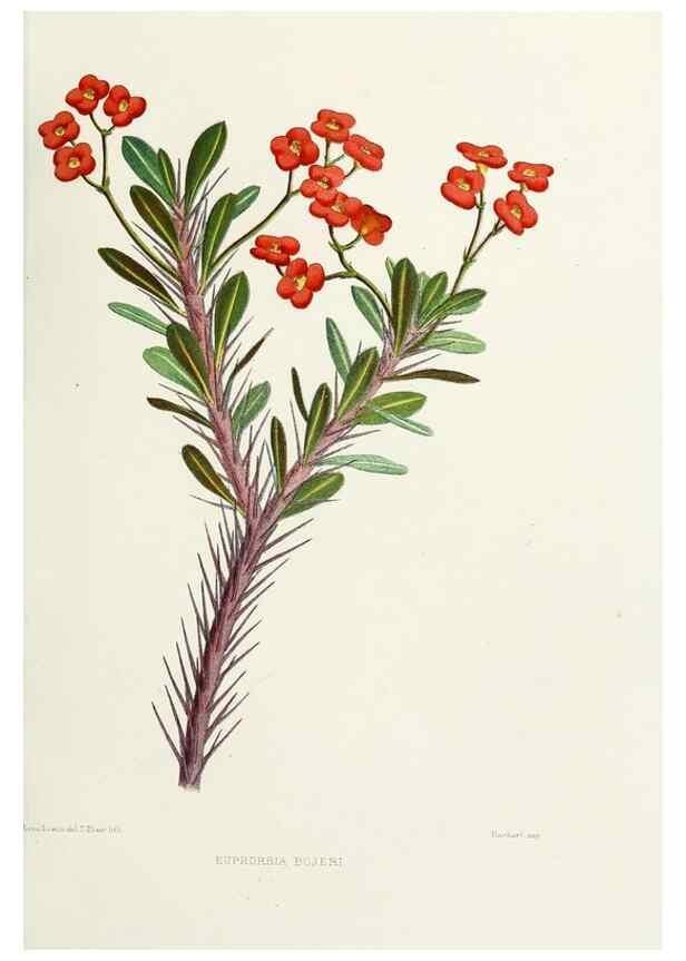 Reproducción/Reproduction 29362425703: Familiar Indian flowers :. Bombay :Published for the author by L. Reeve and Co. ;[1878]