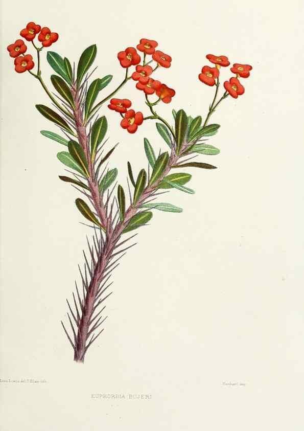 Reproducción/Reproduction 29362425703: Familiar Indian flowers :. Bombay :Published for the author by L. Reeve and Co. ;[1878]