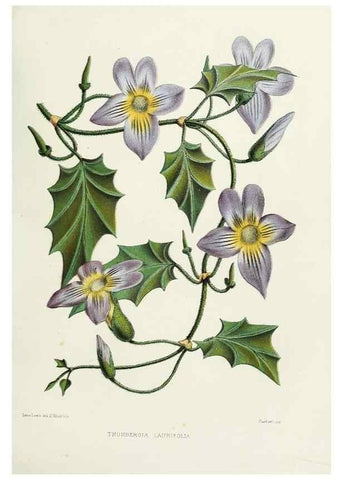 Reproducción/Reproduction 29362383913: Familiar Indian flowers :. Bombay :Published for the author by L. Reeve and Co. ;[1878]