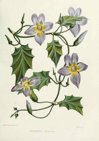 Reproducción/Reproduction 29362383913: Familiar Indian flowers :. Bombay :Published for the author by L. Reeve and Co. ;[1878]