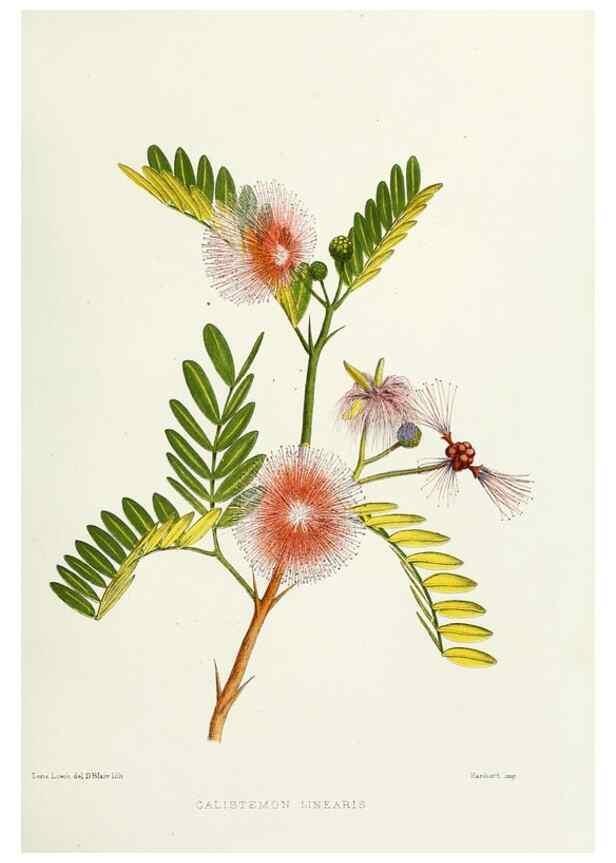 Reproducción/Reproduction 29905648591: Familiar Indian flowers :. Bombay :Published for the author by L. Reeve and Co. ;[1878]