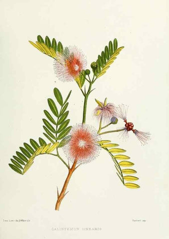 Reproducción/Reproduction 29905648591: Familiar Indian flowers :. Bombay :Published for the author by L. Reeve and Co. ;[1878]