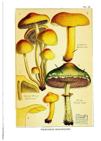 Reproducción/Reproduction 29989895875: Edible and poisonous mushrooms:. London,E. & J. B. Young,1894.