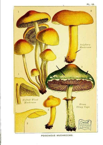 Reproducción/Reproduction 29989895875: Edible and poisonous mushrooms:. London,E. & J. B. Young,1894.