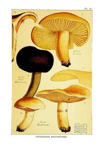 Reproducción/Reproduction 29989900605: Edible and poisonous mushrooms:. London,E. & J. B. Young,1894.