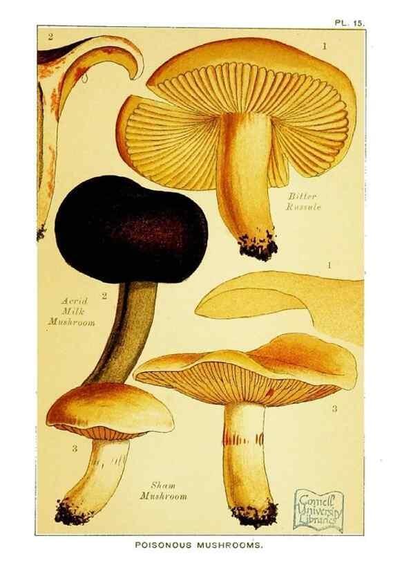 Reproducción/Reproduction 29989900605: Edible and poisonous mushrooms:. London,E. & J. B. Young,1894.