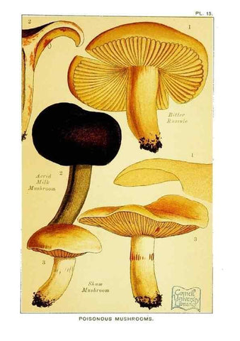 Reproducción/Reproduction 29989900605: Edible and poisonous mushrooms:. London,E. & J. B. Young,1894.