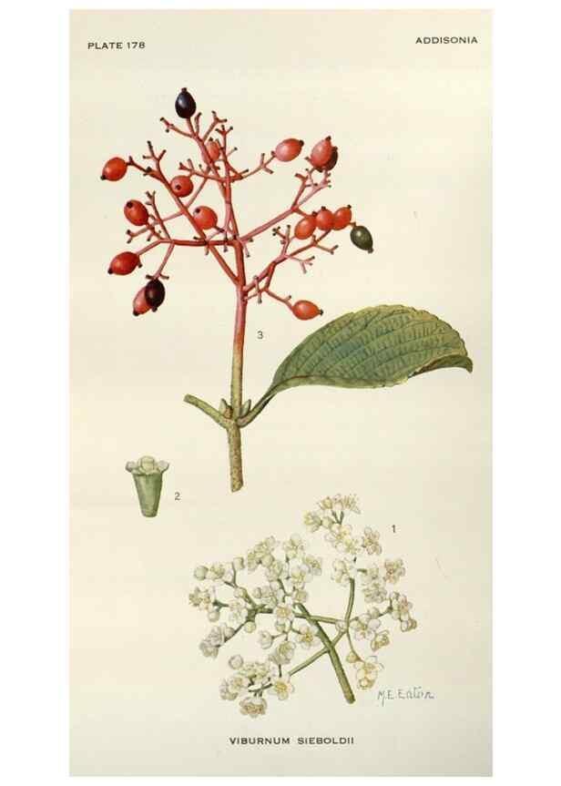 Reproducción/Reproduction 29730016260: Addisonia :. New York :New York Botanical Garden,1916-[1964].