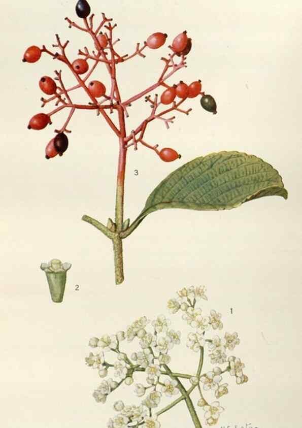 Reproducción/Reproduction 29730016260: Addisonia :. New York :New York Botanical Garden,1916-[1964].
