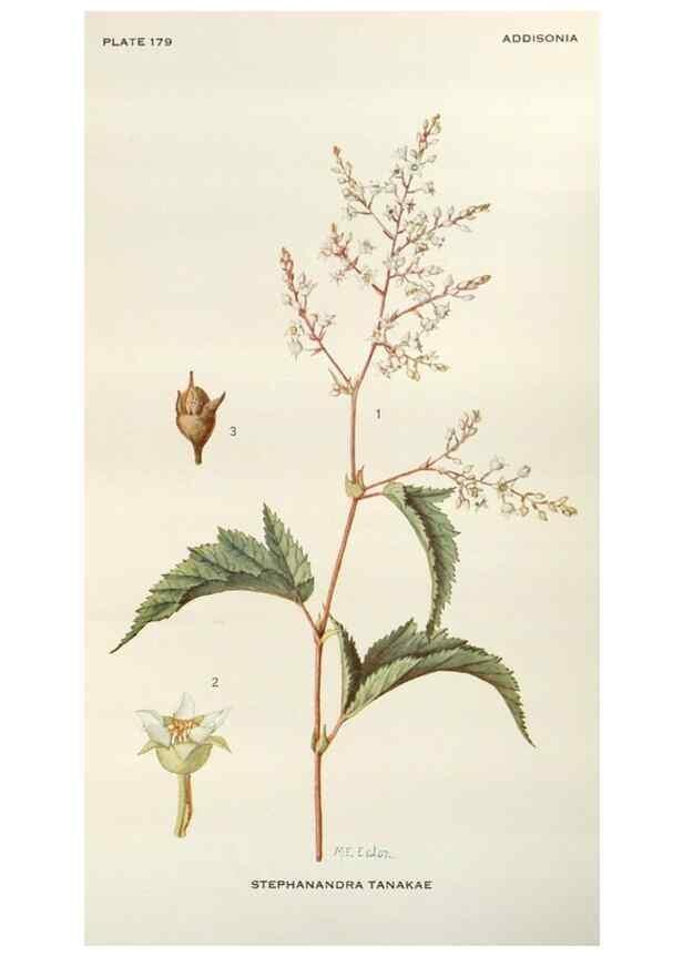 Reproducción/Reproduction 30024133255: Addisonia :. New York :New York Botanical Garden,1916-[1964].