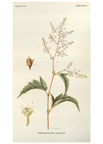 Reproducción/Reproduction 30024133255: Addisonia :. New York :New York Botanical Garden,1916-[1964].