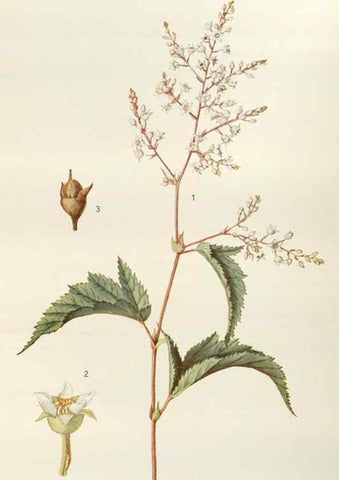 Reproducción/Reproduction 30024133255: Addisonia :. New York :New York Botanical Garden,1916-[1964].