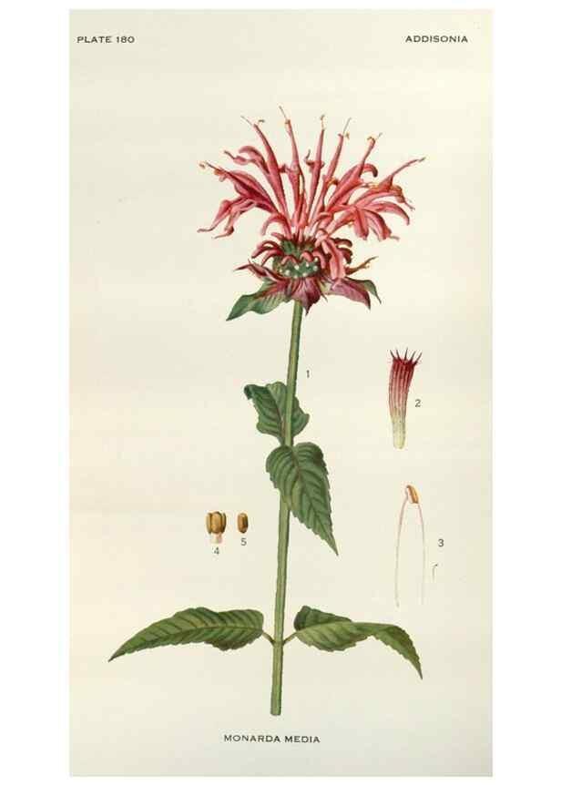 Reproducción/Reproduction 29990018816: Addisonia :. New York :New York Botanical Garden,1916-[1964].