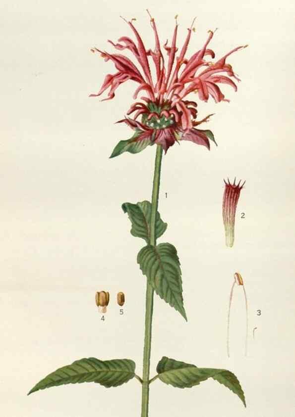Reproducción/Reproduction 29990018816: Addisonia :. New York :New York Botanical Garden,1916-[1964].