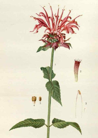 Reproducción/Reproduction 29990018816: Addisonia :. New York :New York Botanical Garden,1916-[1964].