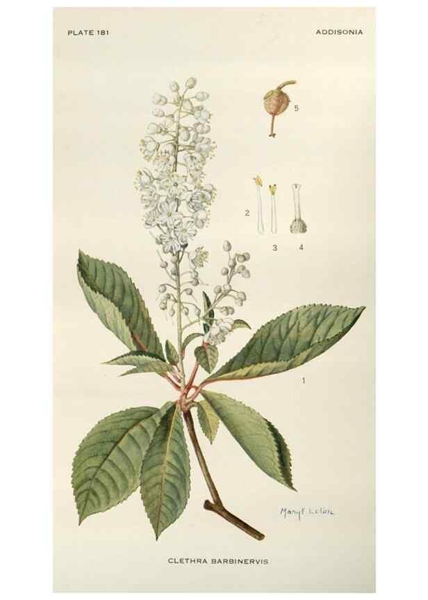 Reproducción/Reproduction 29990020786: Addisonia :. New York :New York Botanical Garden,1916-[1964].