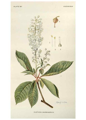 Reproducción/Reproduction 29990020786: Addisonia :. New York :New York Botanical Garden,1916-[1964].