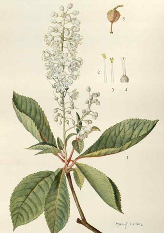 Reproducción/Reproduction 29990020786: Addisonia :. New York :New York Botanical Garden,1916-[1964].