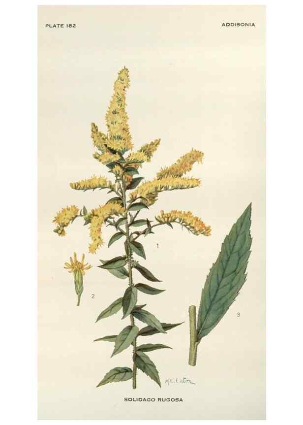Reproducción/Reproduction 29990022936: Addisonia :. New York :New York Botanical Garden,1916-[1964].