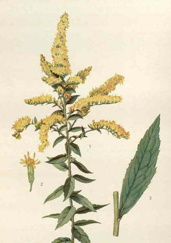 Reproducción/Reproduction 29990022936: Addisonia :. New York :New York Botanical Garden,1916-[1964].